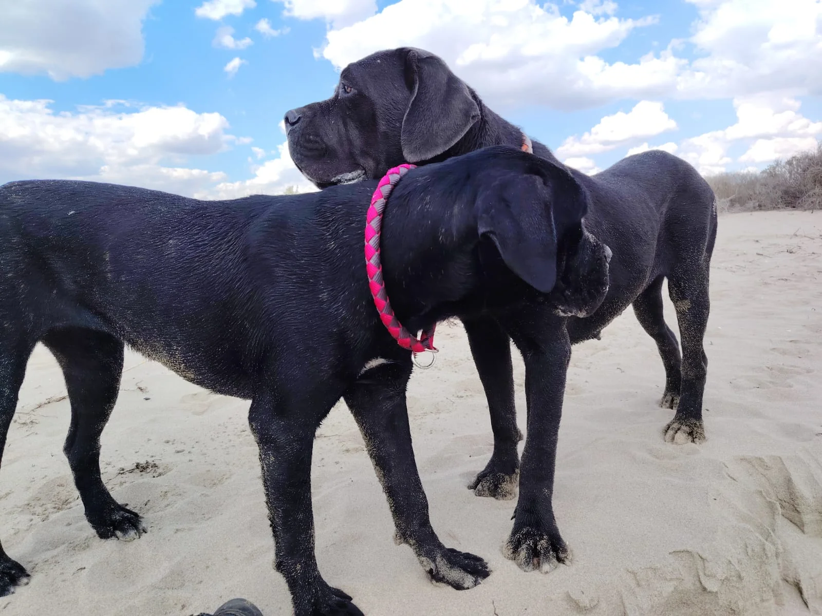 Cane Corso dei Salici d'Oro