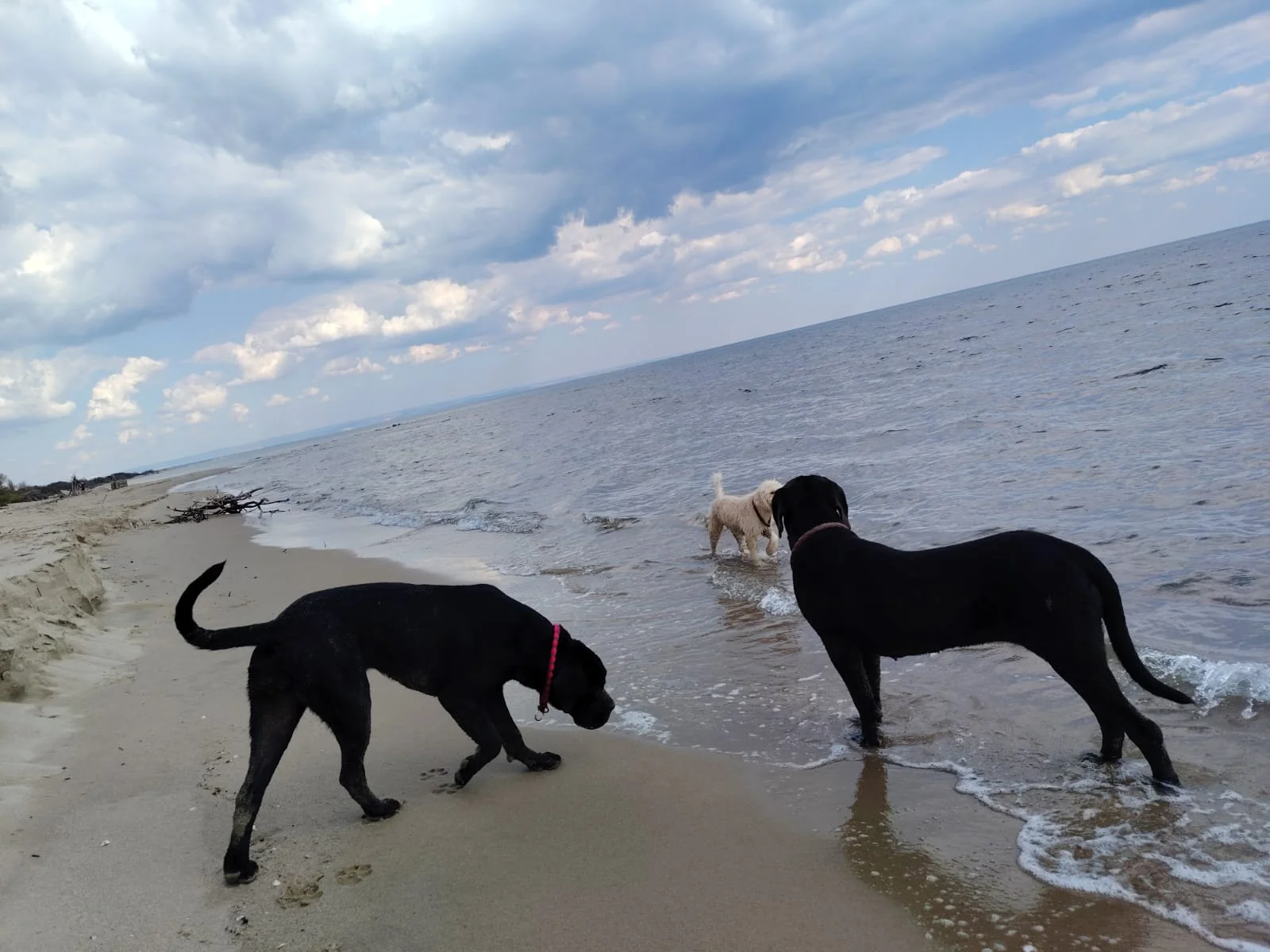 Cane Corso dei Salici d'Oro