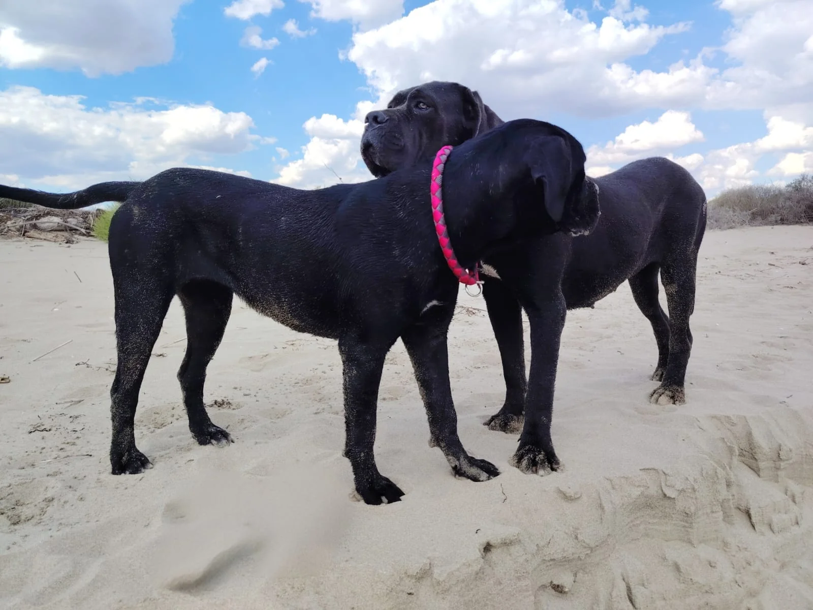 Cane Corso dei Salici d'Oro