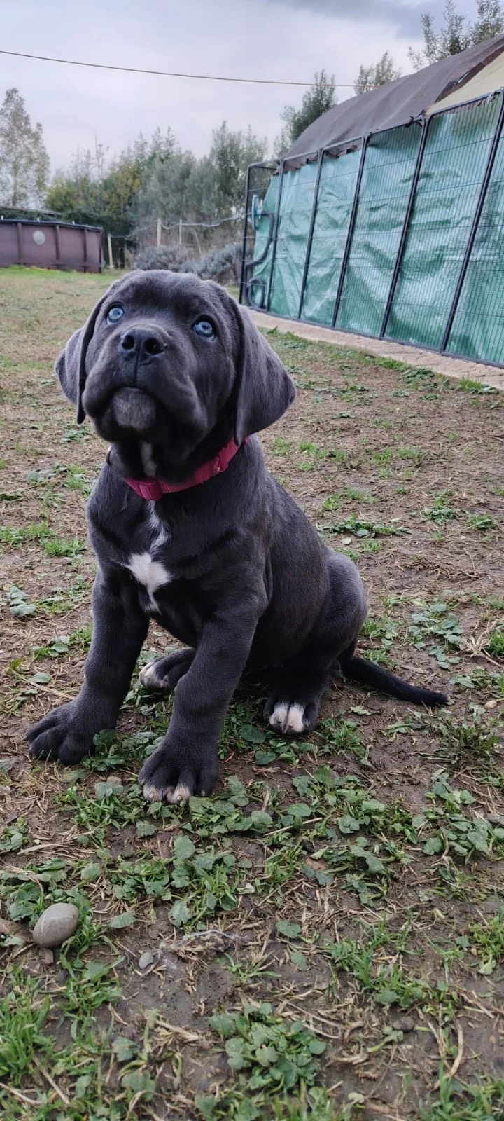 Cane Corso dei Salici d'Oro