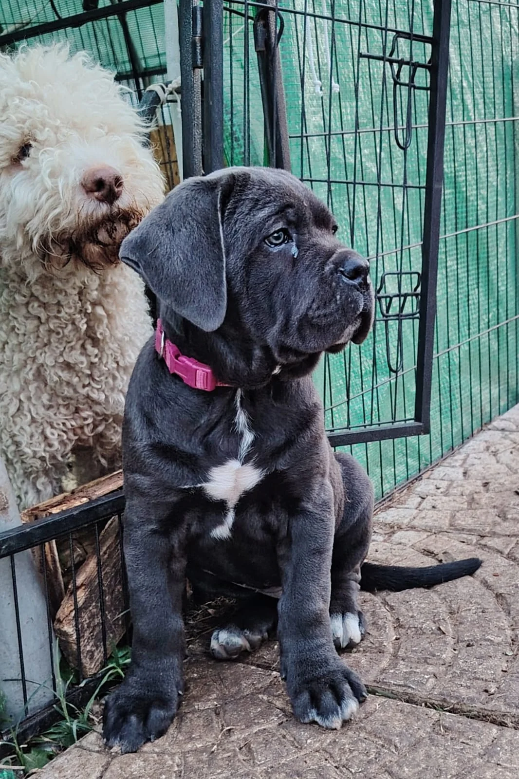 Cane Corso dei Salici d'Oro