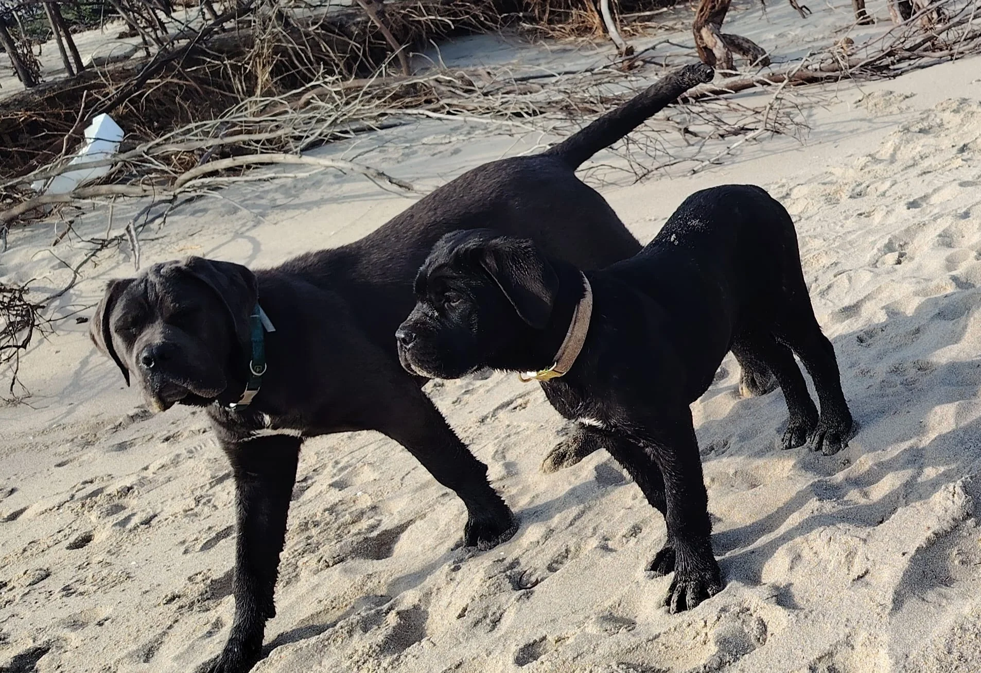 Cane Corso dei Salici d'Oro