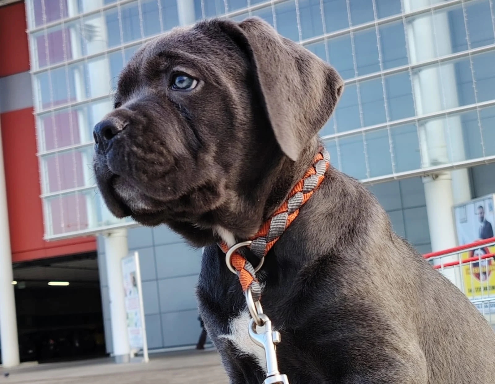 Cane Corso dei Salici d'Oro