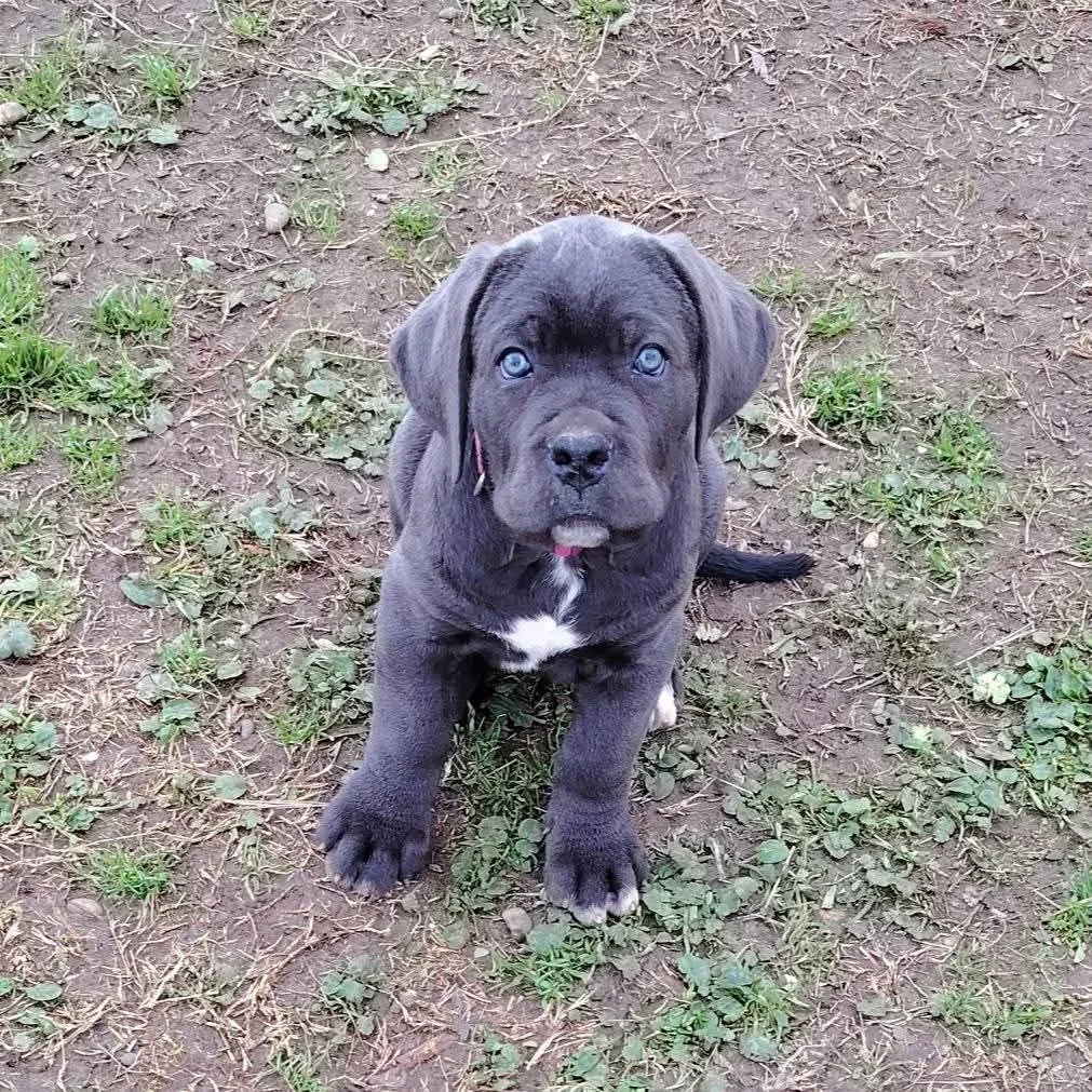 Cane Corso dei Salici d'Oro