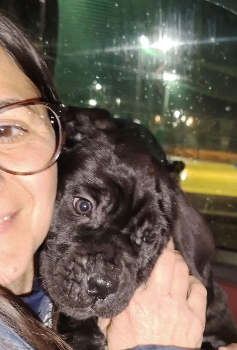 Cane Corso dei Salici d'Oro