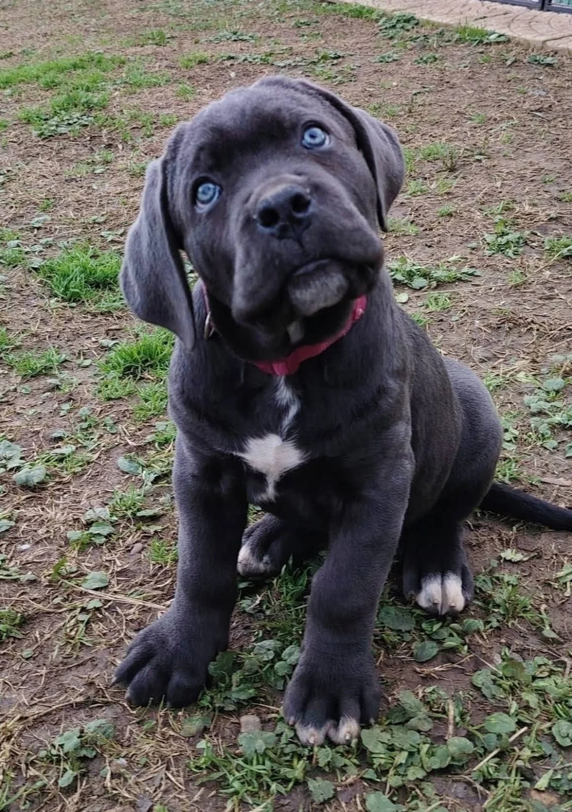 Cane Corso dei Salici d'Oro