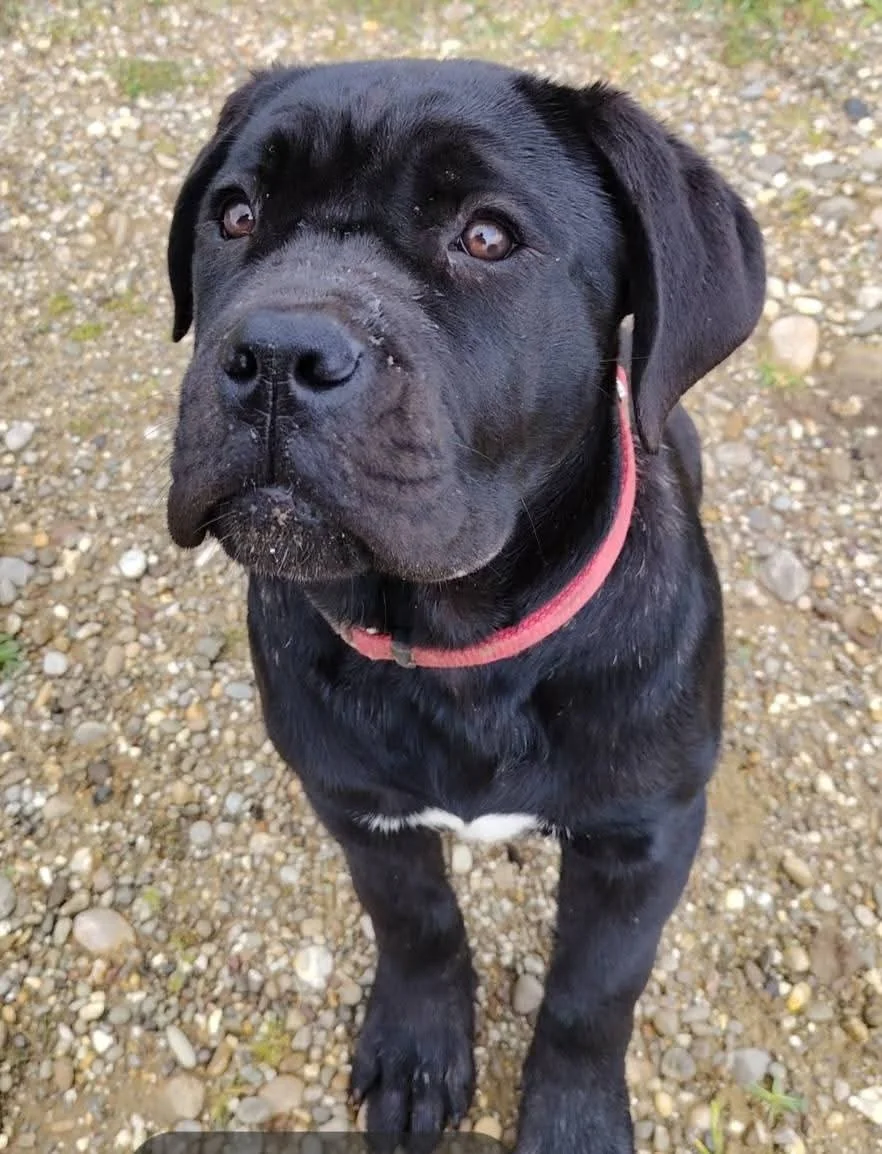 Cane Corso dei Salici d'Oro