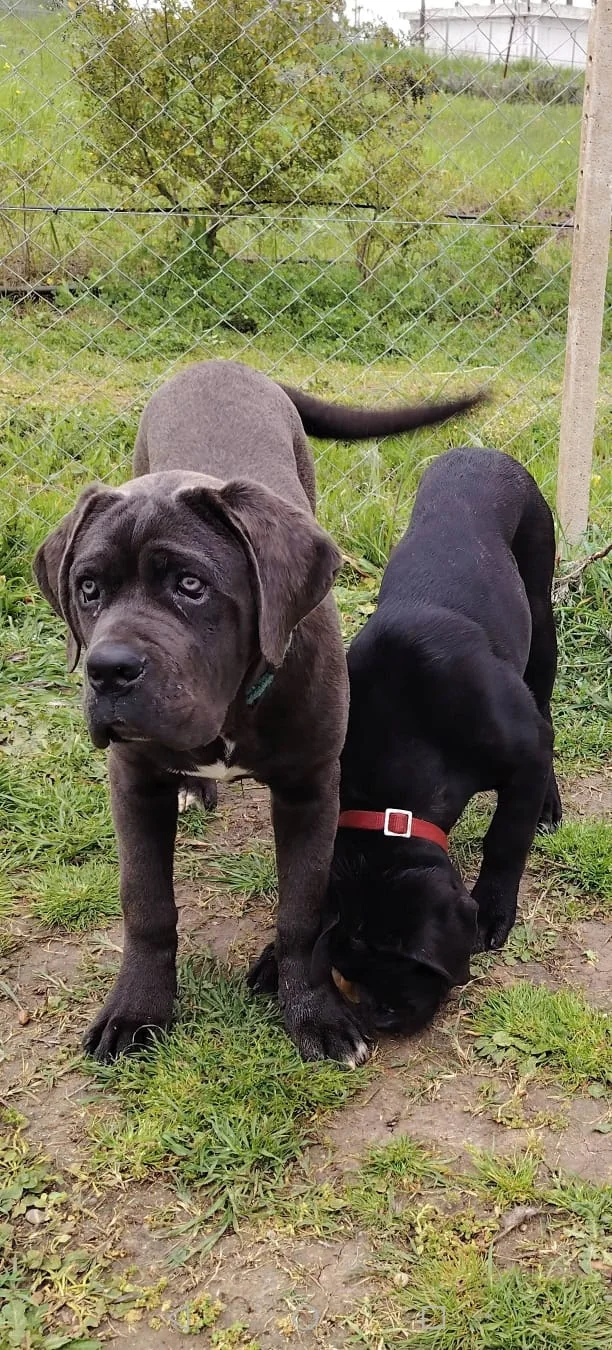 Cane Corso dei Salici d'Oro