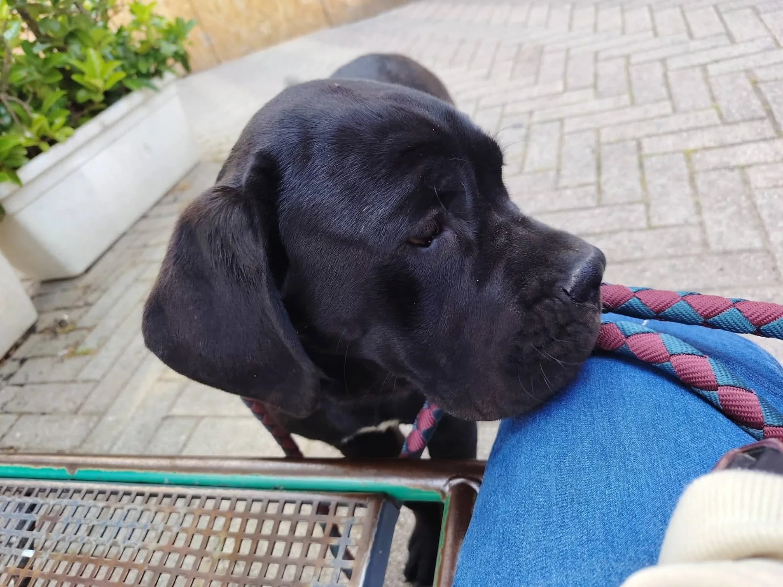 Cane Corso dei Salici d'Oro
