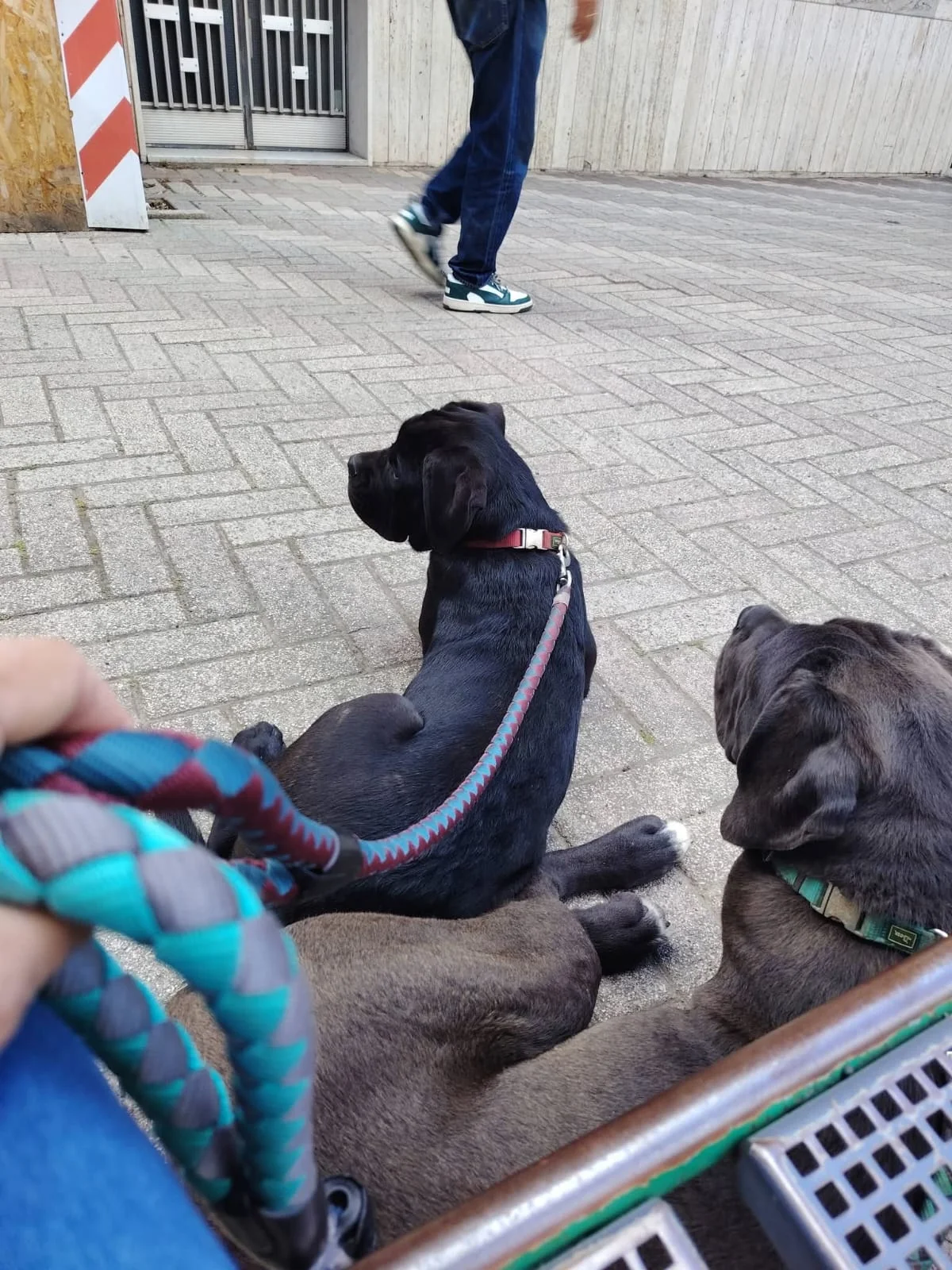 Cane Corso dei Salici d'Oro