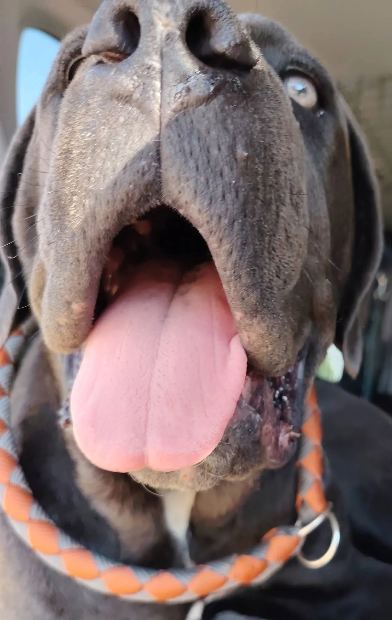 Cane Corso dei Salici d'Oro
