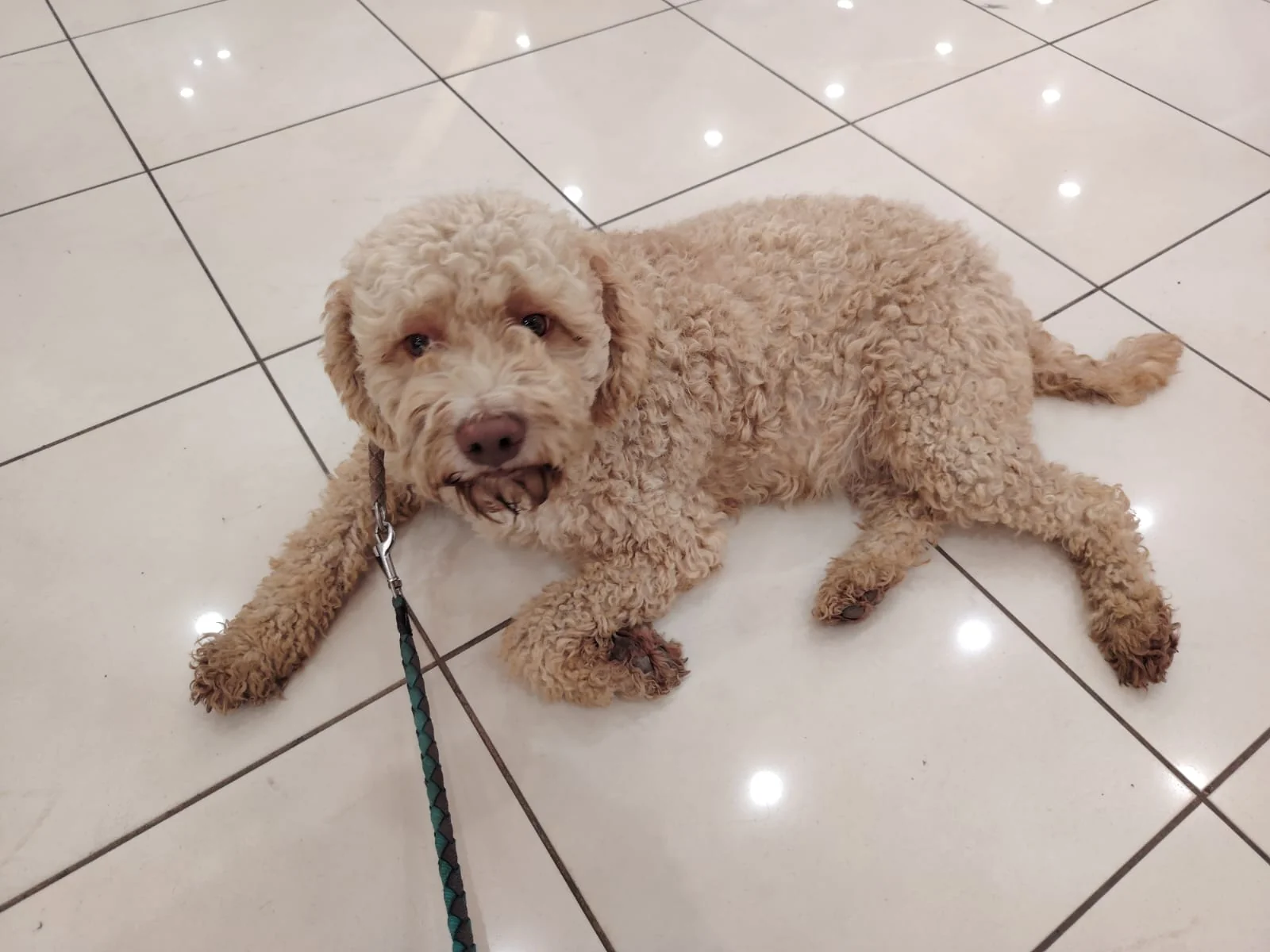 Lagotto Romagnolo dei Salici d'Oro
