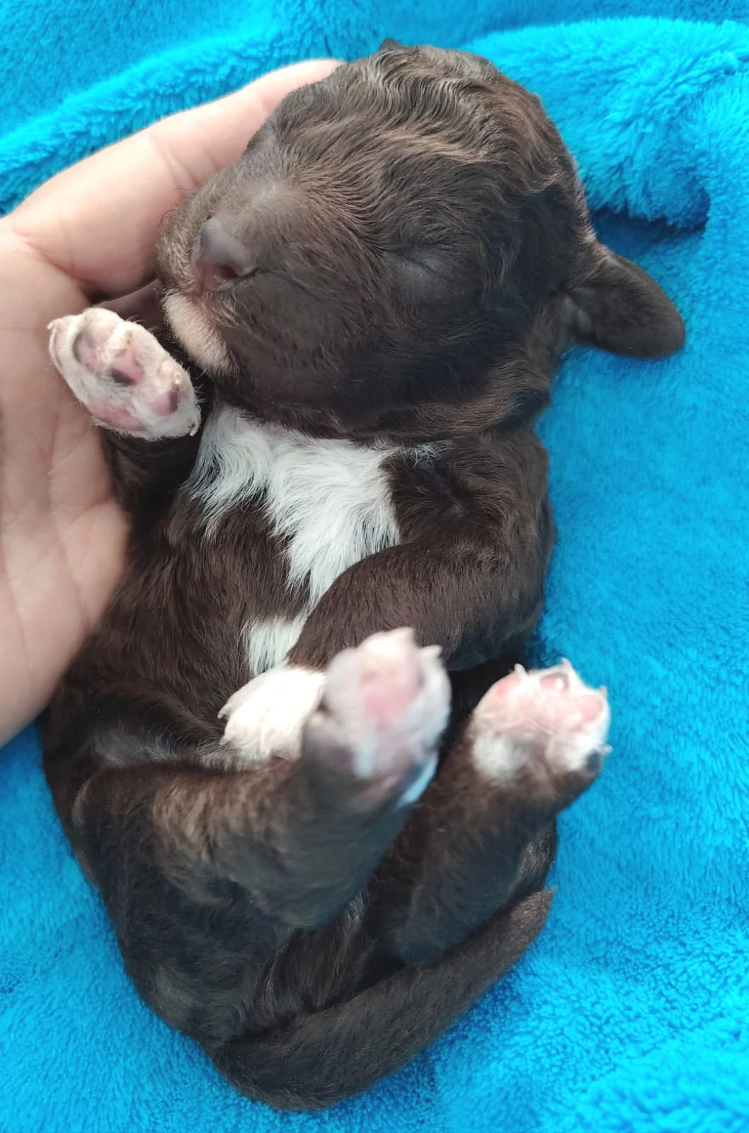 Lagotto Romagnolo dei Salici d'Oro