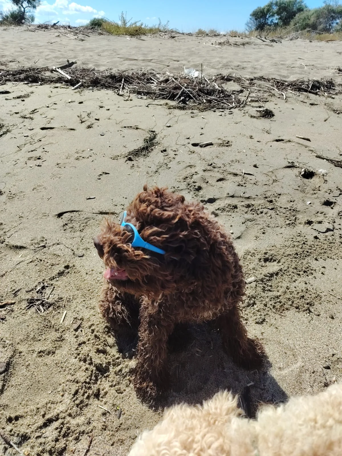 Lagotto Romagnolo dei Salici d'Oro