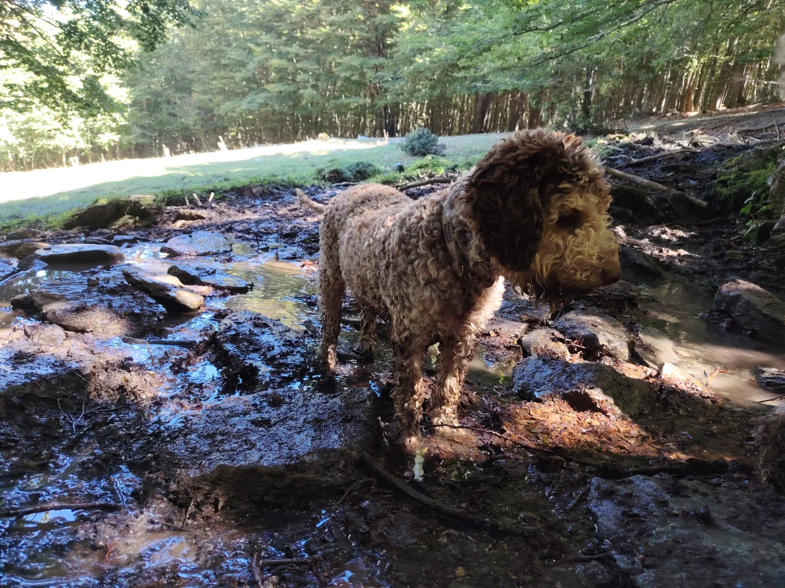 Lagotto Romagnolo dei Salici d'Oro
