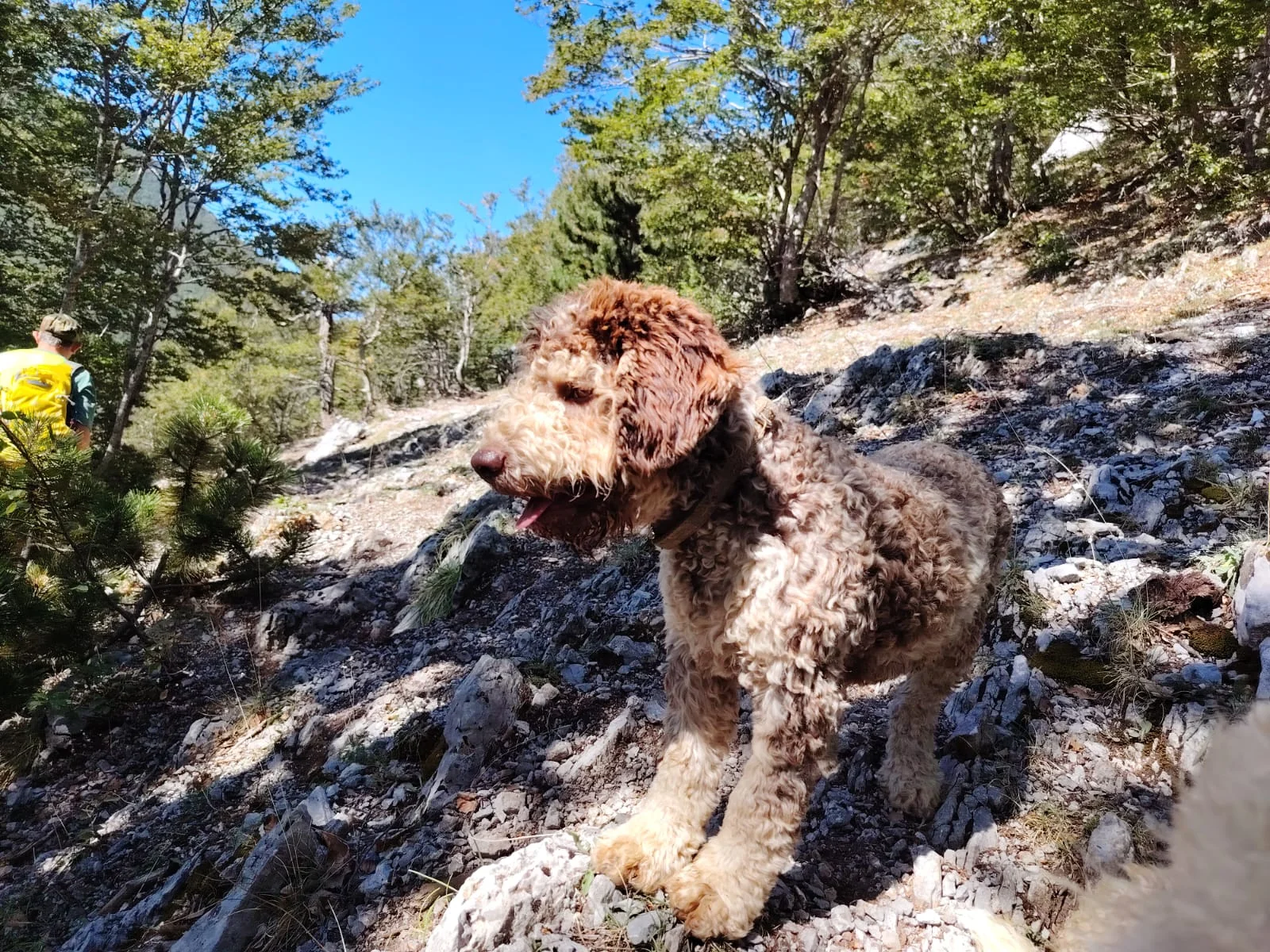 Lagotto Romagnolo dei Salici d'Oro