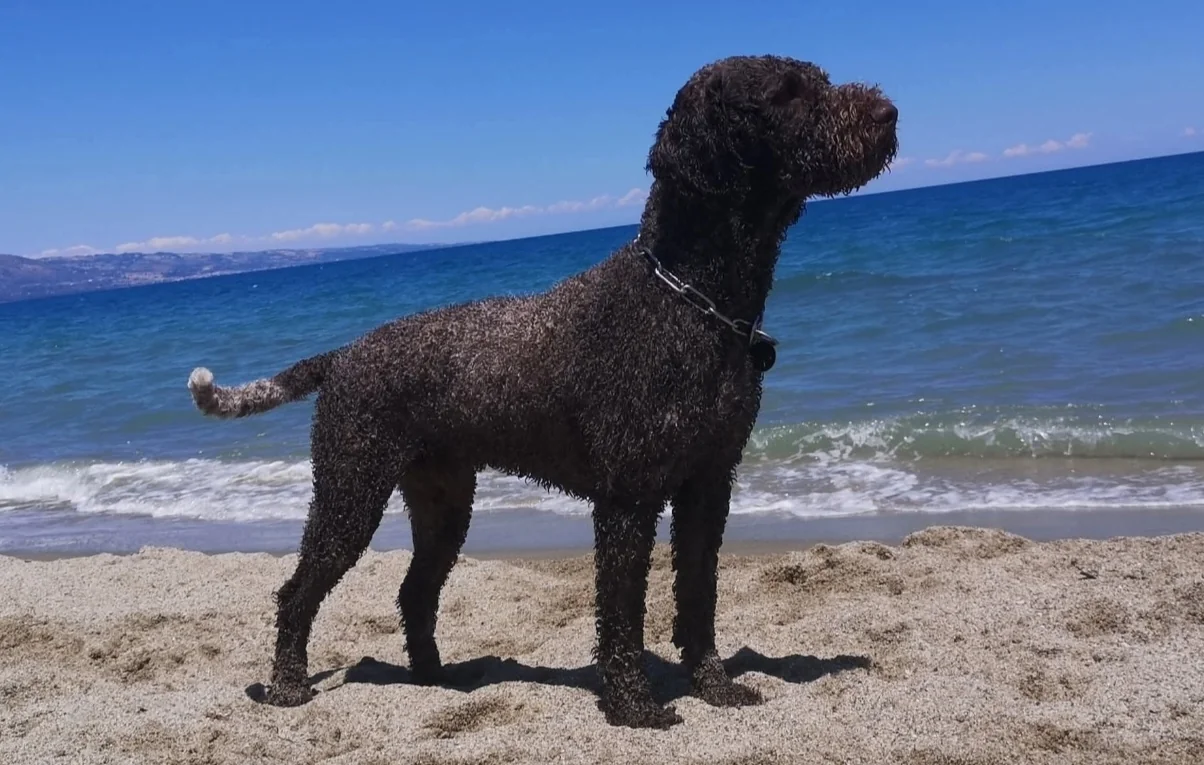 Lagotto Romagnolo dei Salici d'Oro