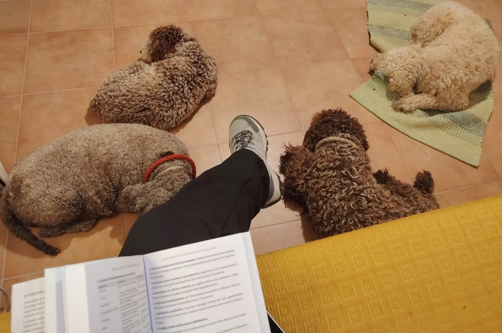 Lagotto Romagnolo dei Salici d'Oro