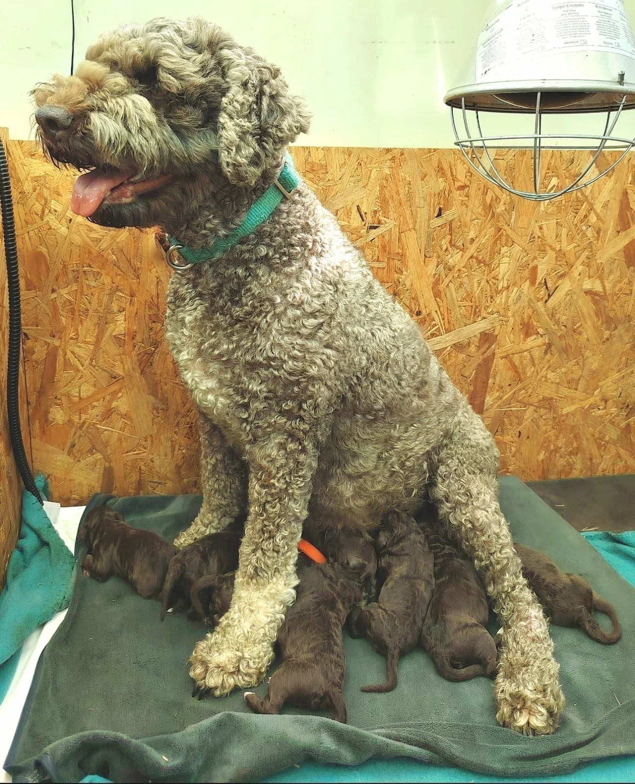 Lagotto Romagnolo dei Salici d'Oro