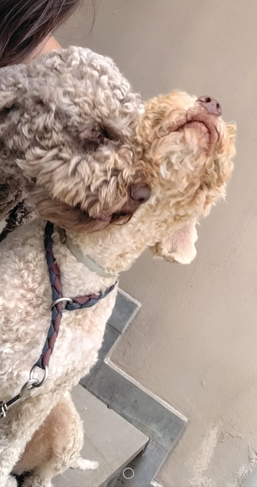 Lagotto Romagnolo dei Salici d'Oro