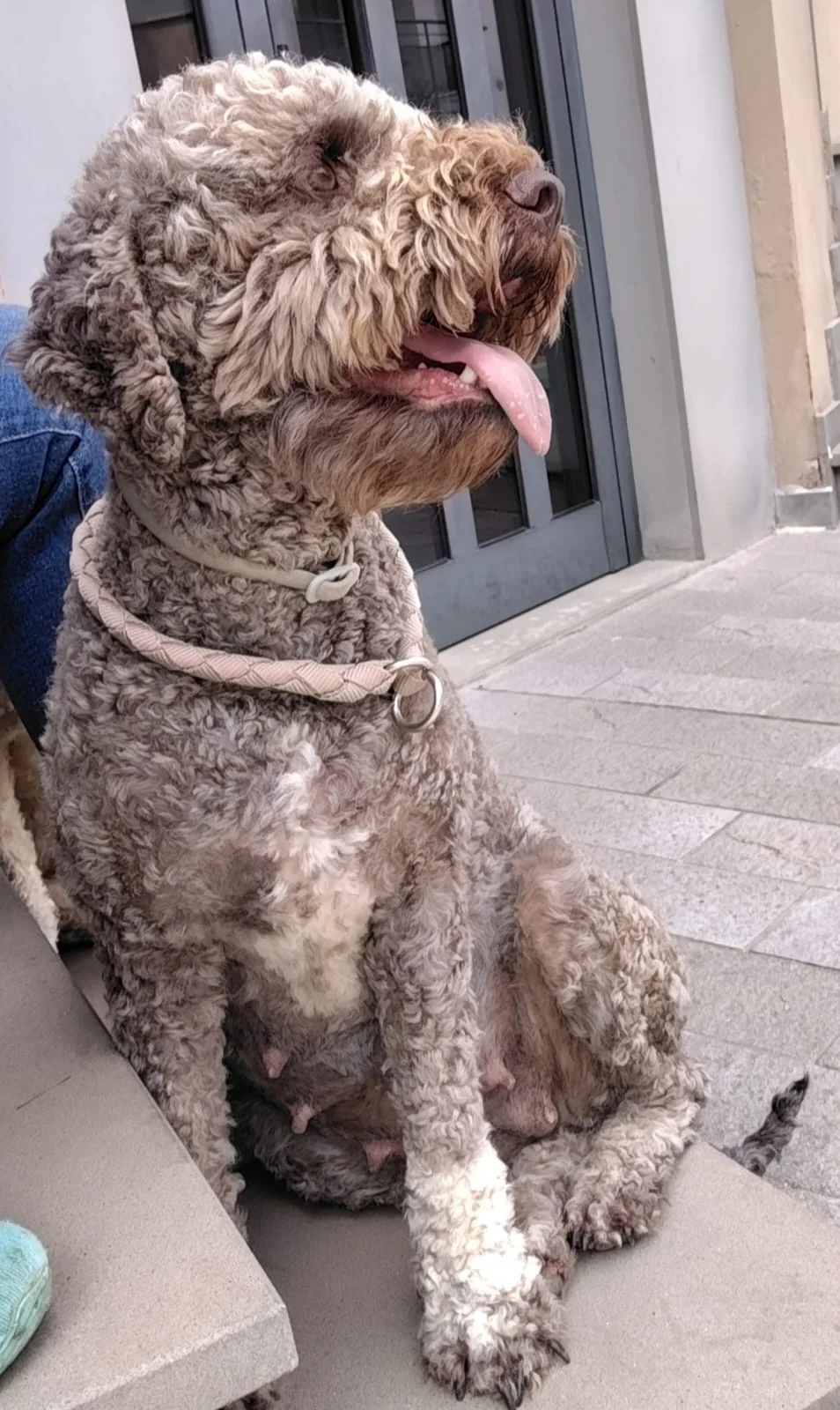 Lagotto Romagnolo dei Salici d'Oro