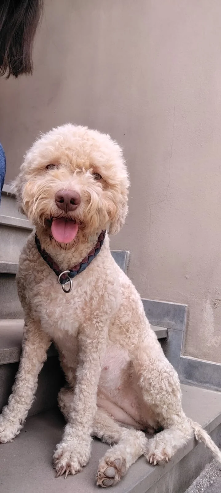Lagotto Romagnolo dei Salici d'Oro