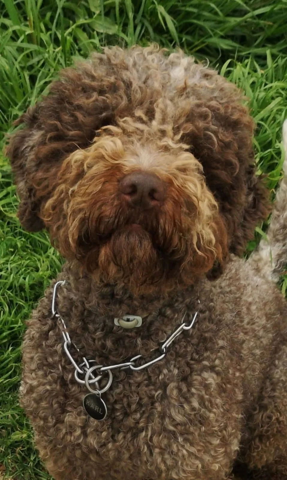 Lagotto Romagnolo dei Salici d'Oro
