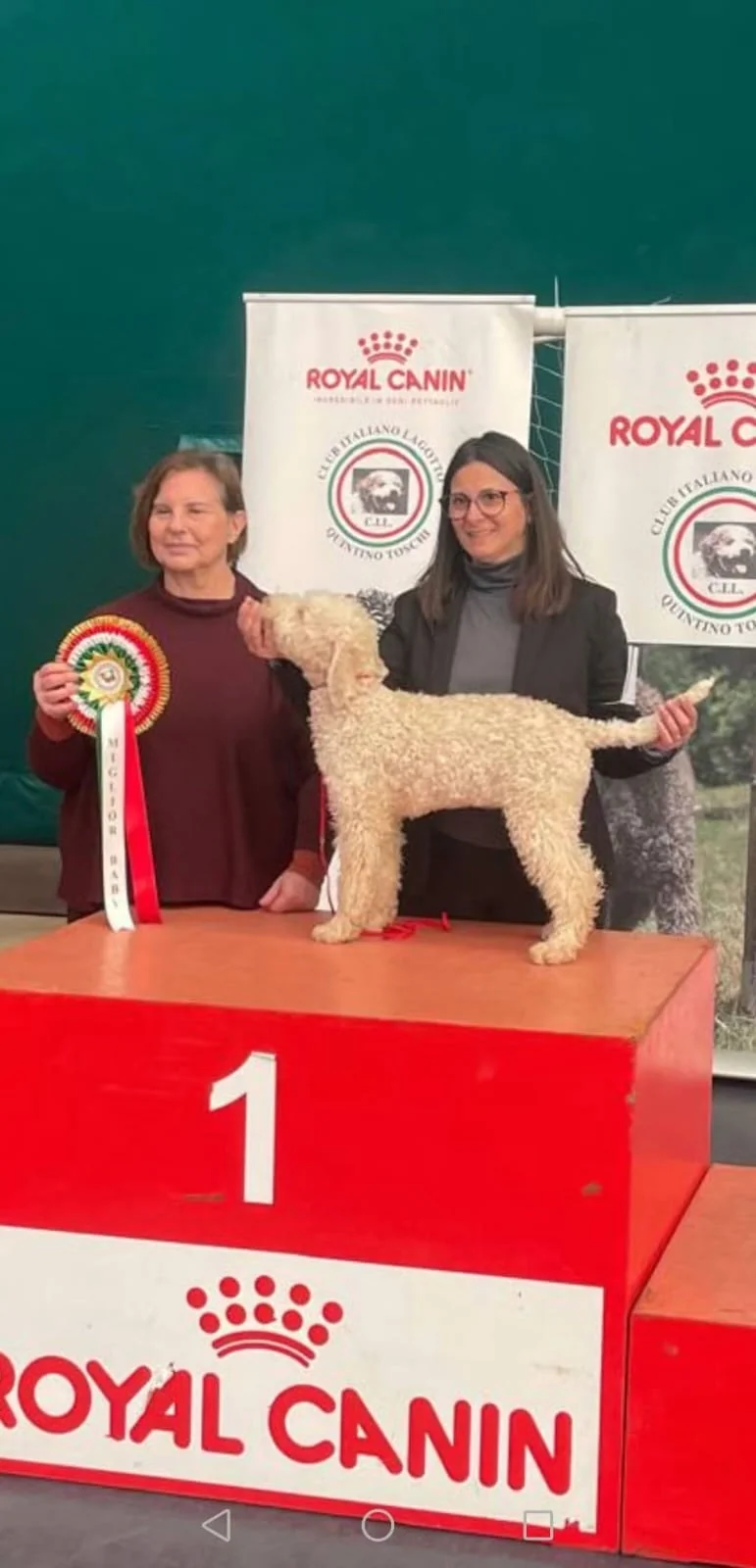 Lagotto Romagnolo dei Salici d'Oro