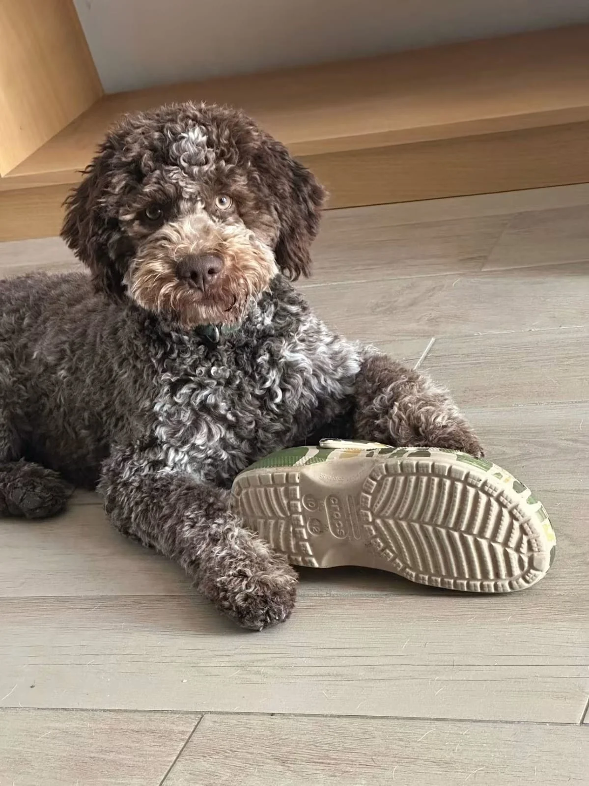 Lagotto Romagnolo dei Salici d'Oro