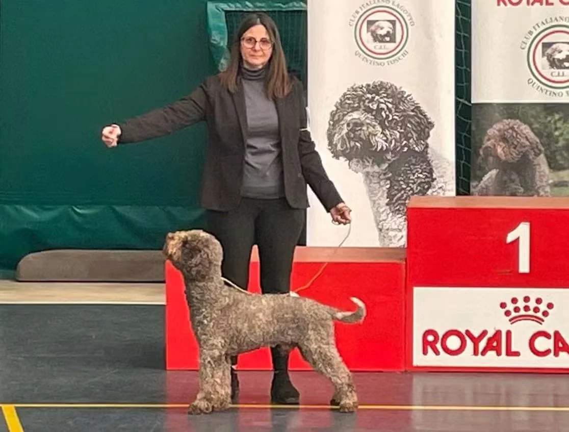 Lagotto Romagnolo dei Salici d'Oro