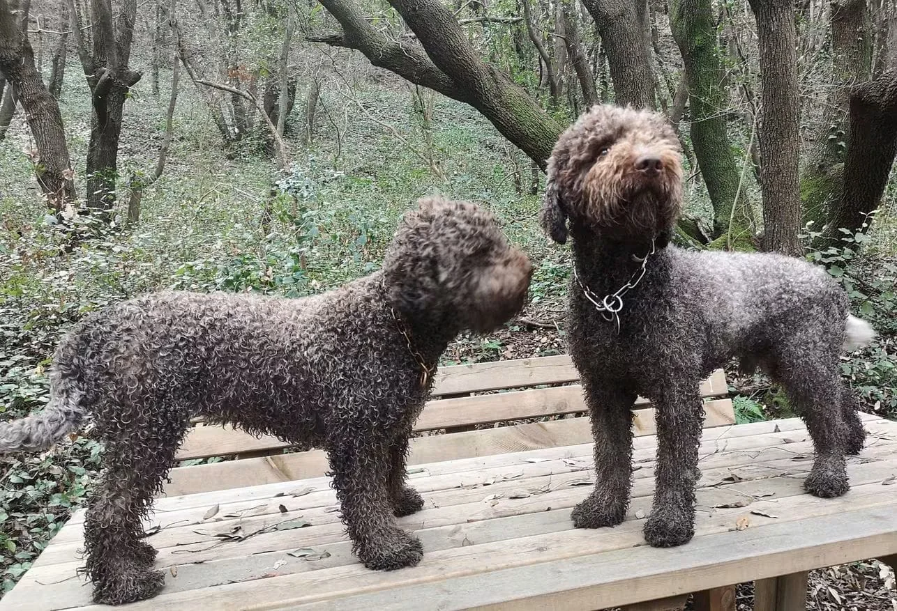Lagotto Romagnolo dei Salici d'Oro