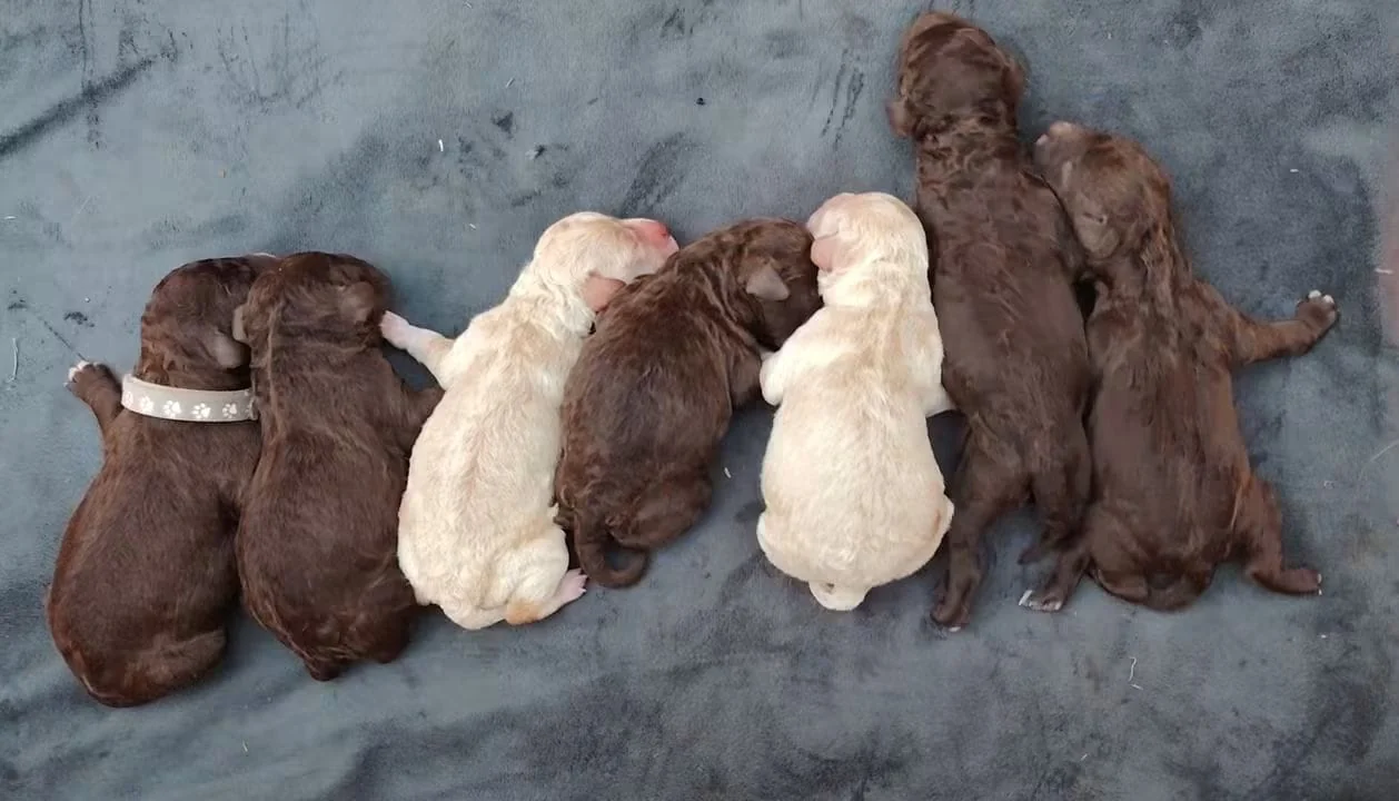 Lagotto Romagnolo dei Salici d'Oro