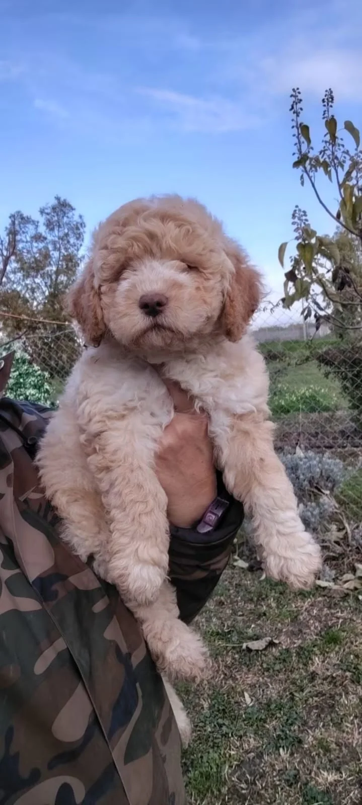 Lagotto Romagnolo dei Salici d'Oro