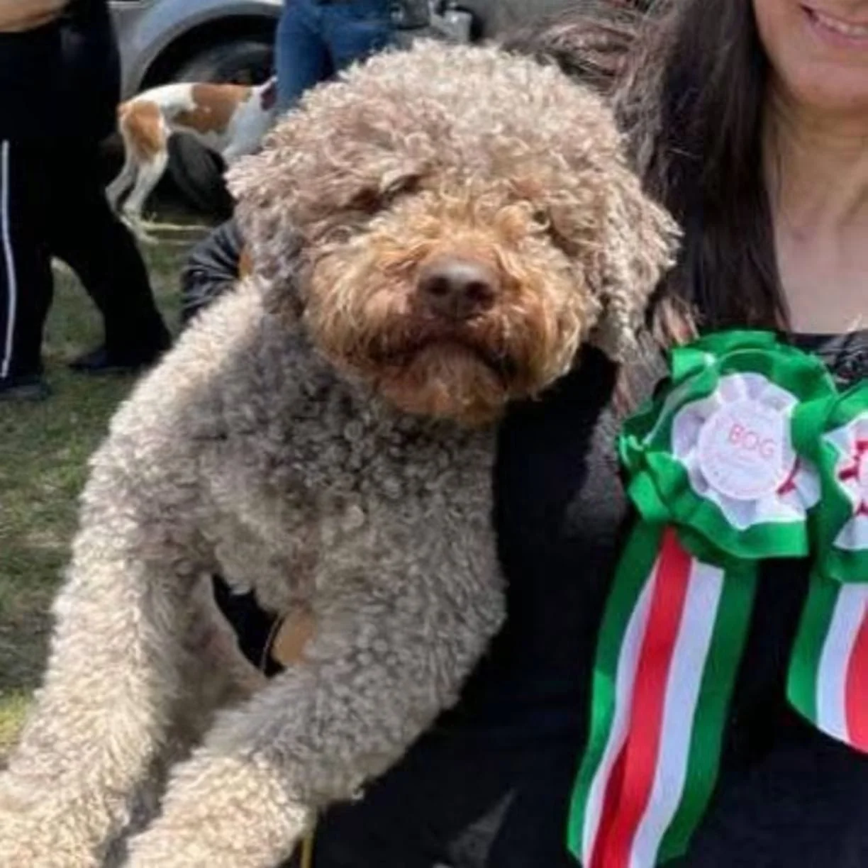 Lagotto Romagnolo dei Salici d'Oro