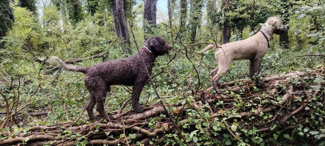 Lagotto Romagnolo dei Salici d'Oro