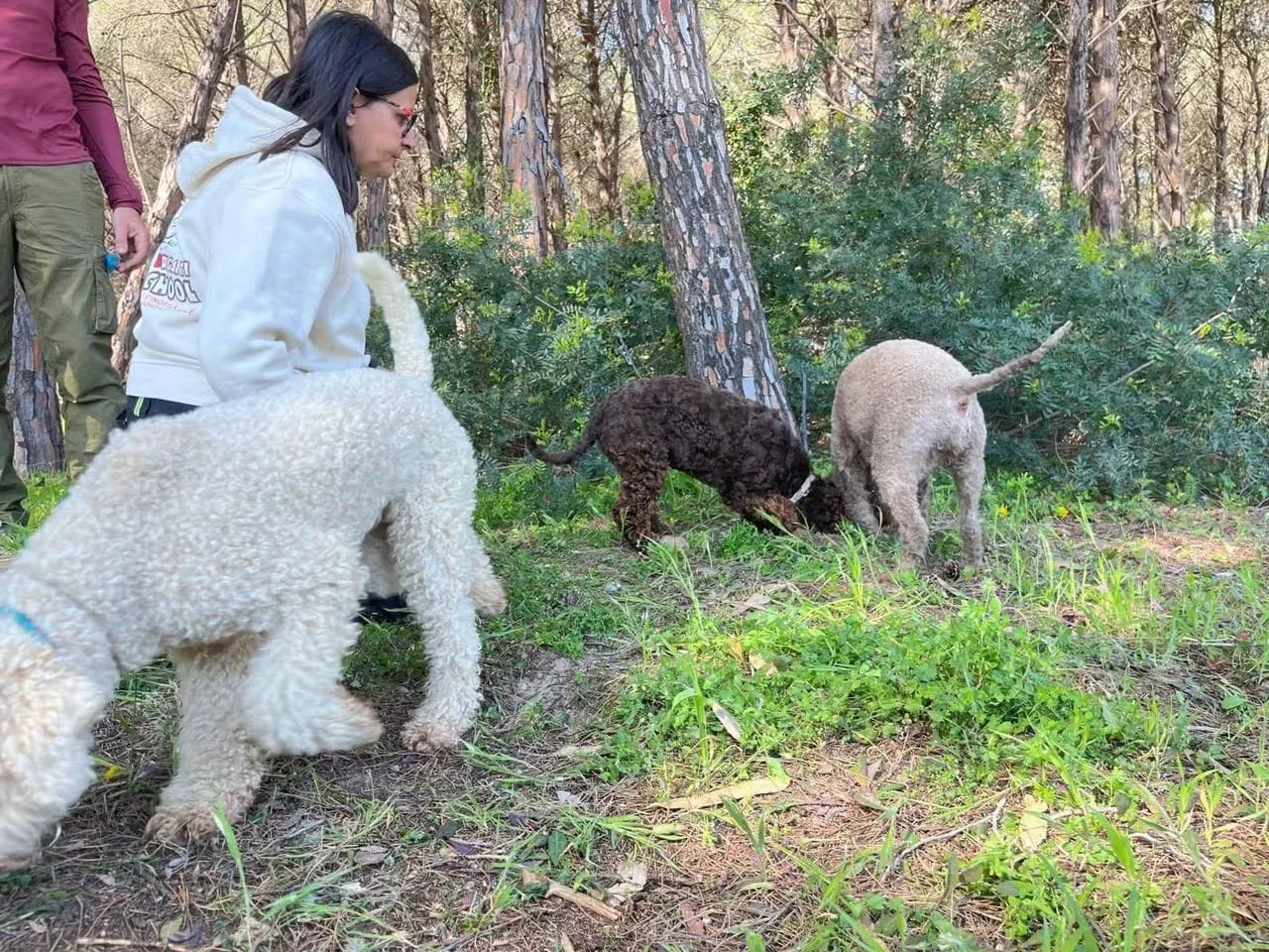 Lagotto Romagnolo dei Salici d'Oro