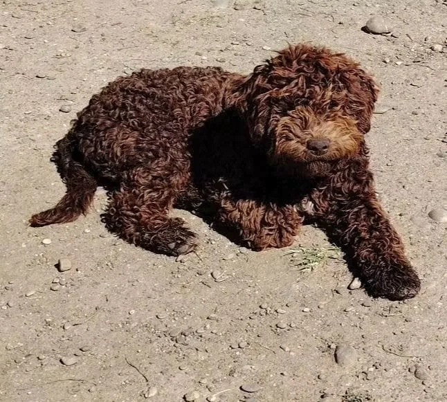 Lagotto Romagnolo dei Salici d'Oro