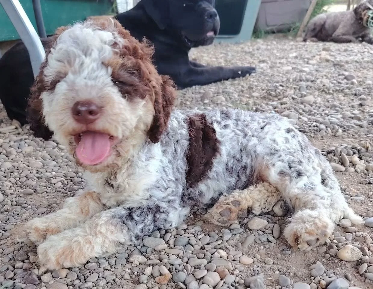 Lagotto Romagnolo dei Salici d'Oro