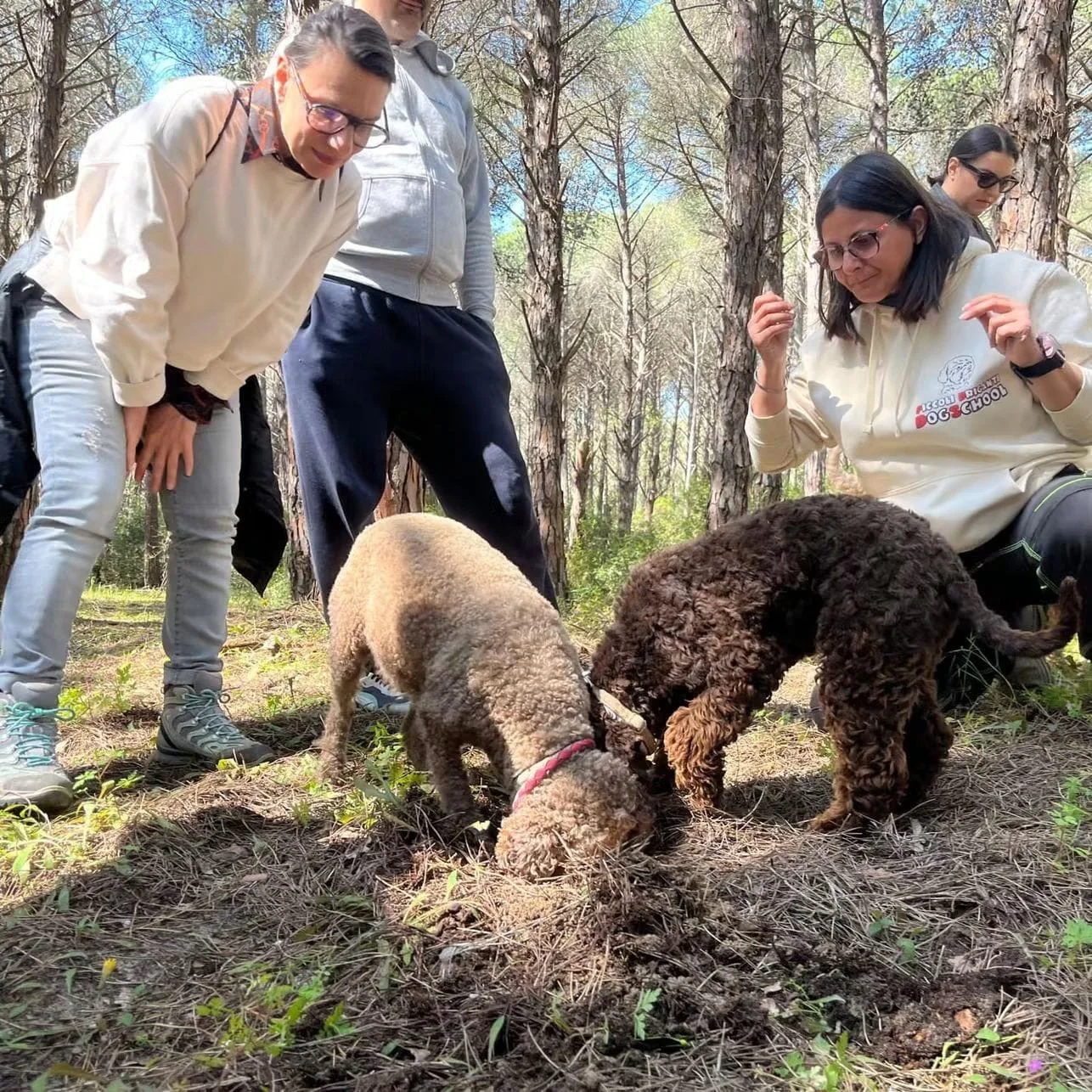 Lagotto Romagnolo dei Salici d'Oro