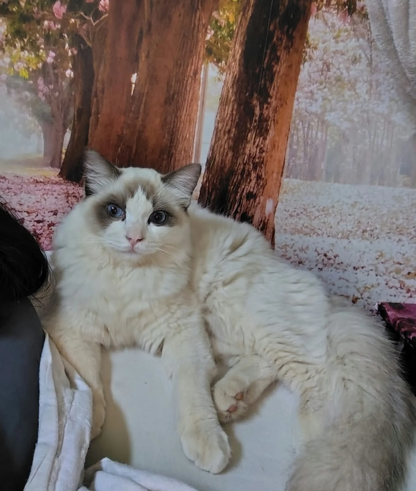 Gatto Ragdoll dei Salici d'Oro