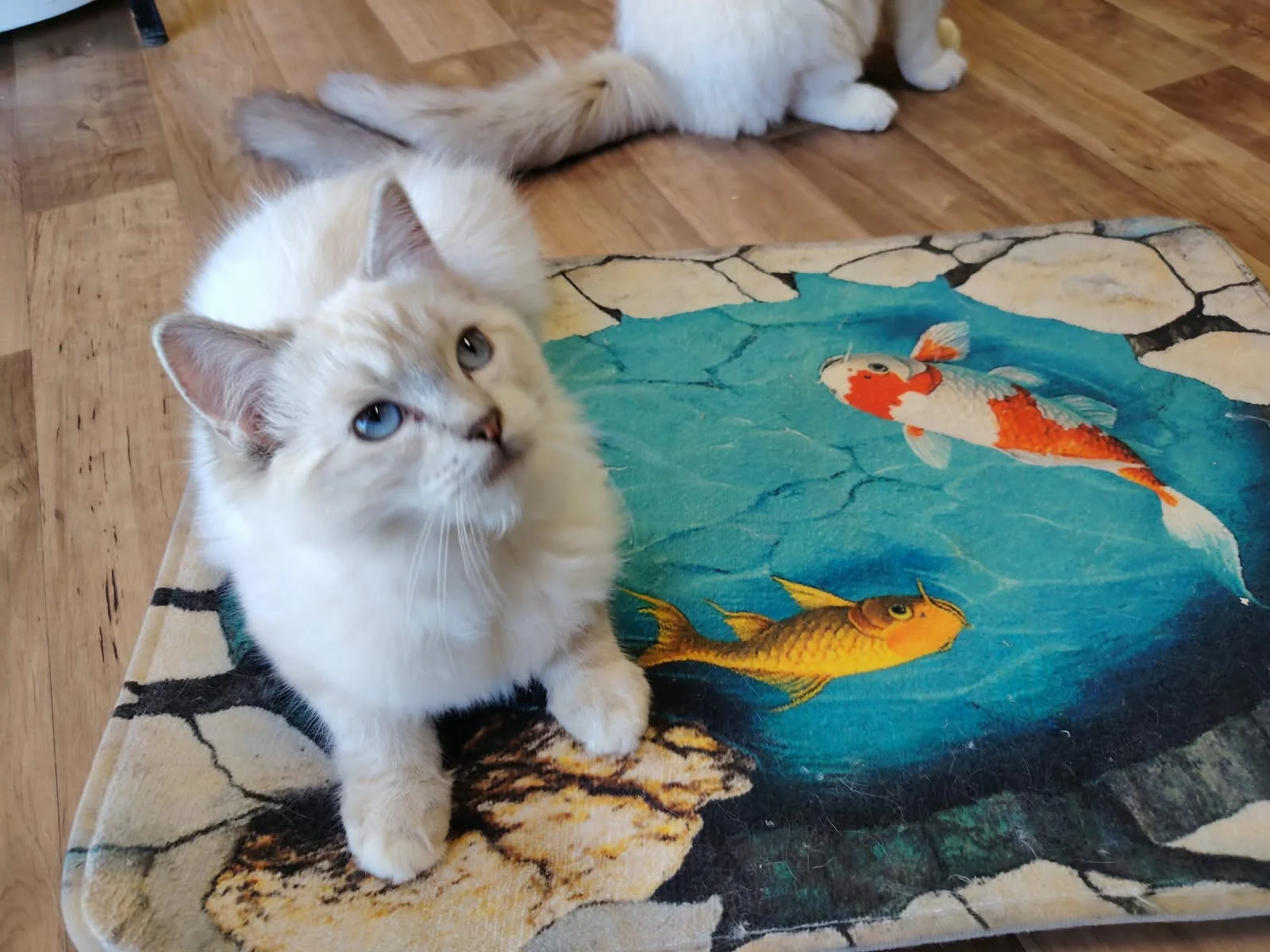 Gatto Ragdoll dei Salici d'Oro