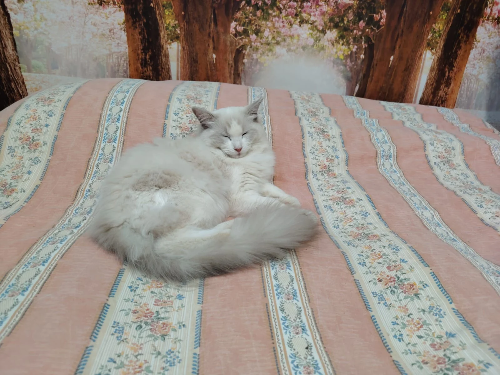 Gatto Ragdoll dei Salici d'Oro
