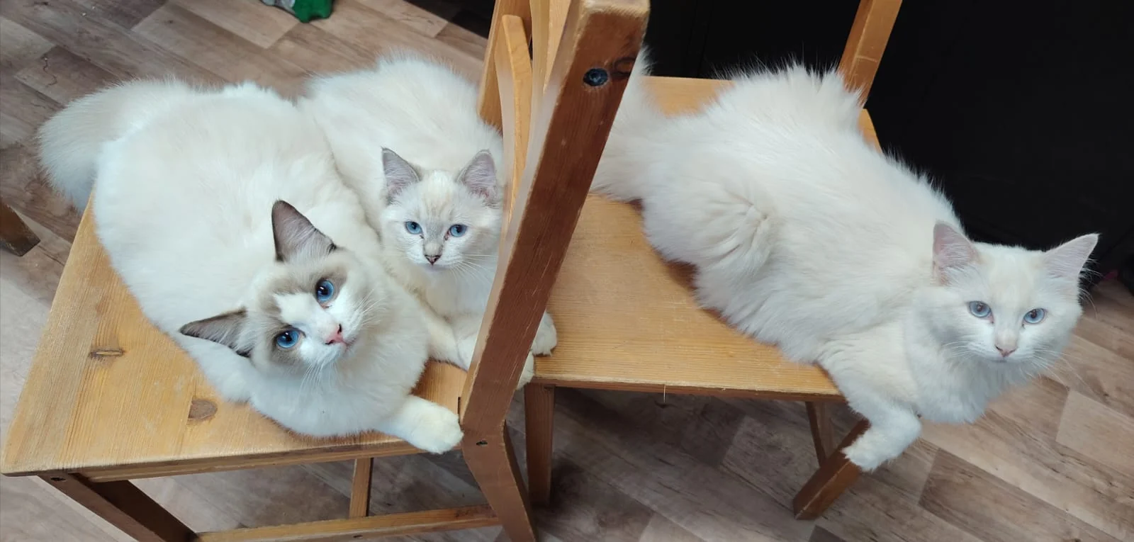 Gatto Ragdoll dei Salici d'Oro