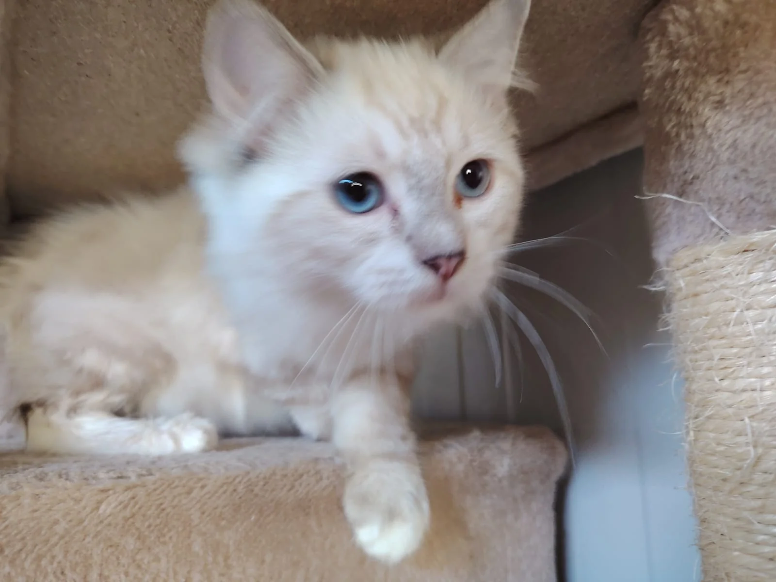 Gatto Ragdoll dei Salici d'Oro