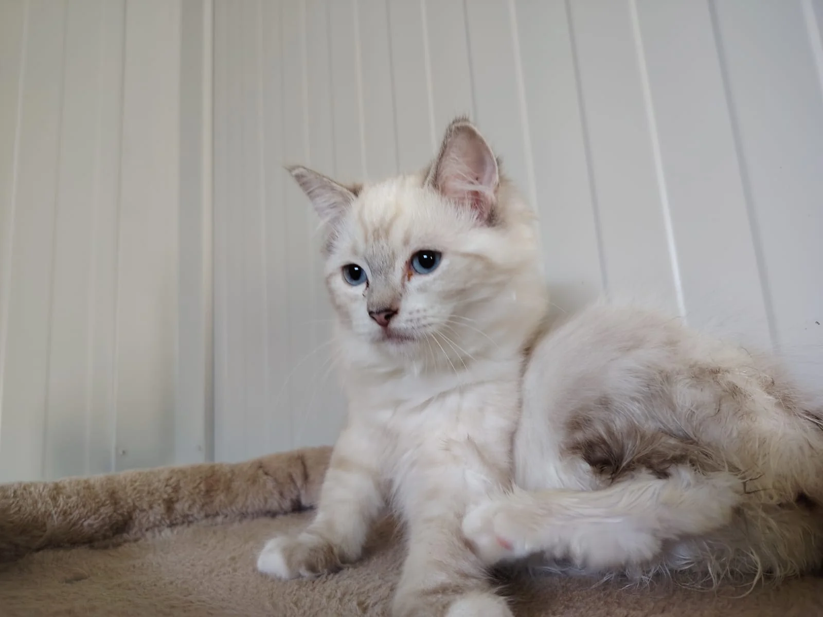 Gatto Ragdoll dei Salici d'Oro
