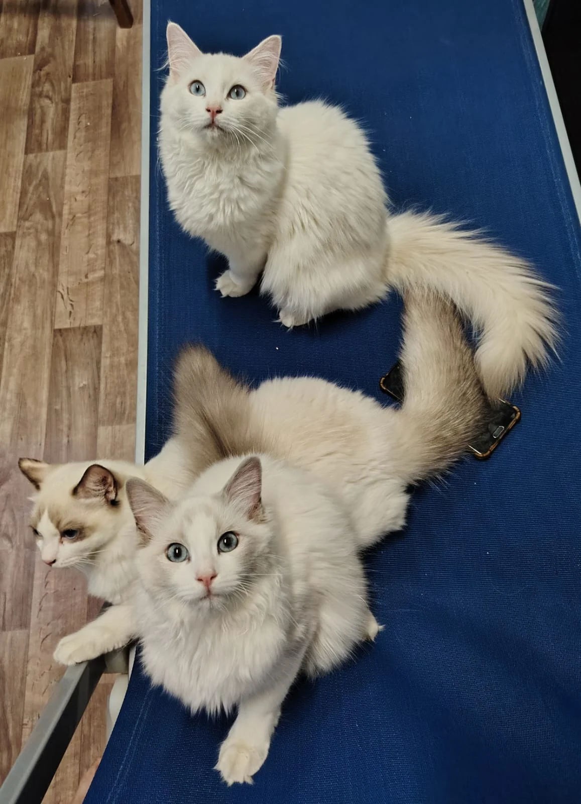 Gatto Ragdoll dei Salici d'Oro