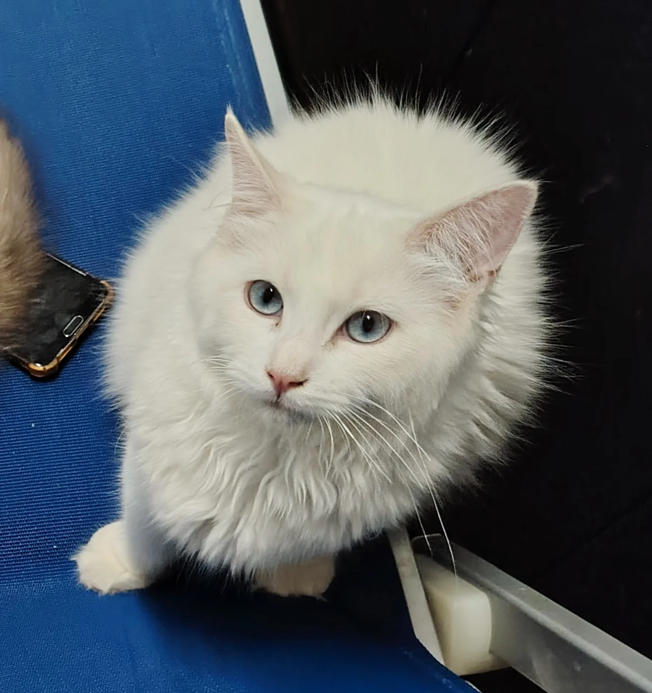 Gatto Ragdoll dei Salici d'Oro