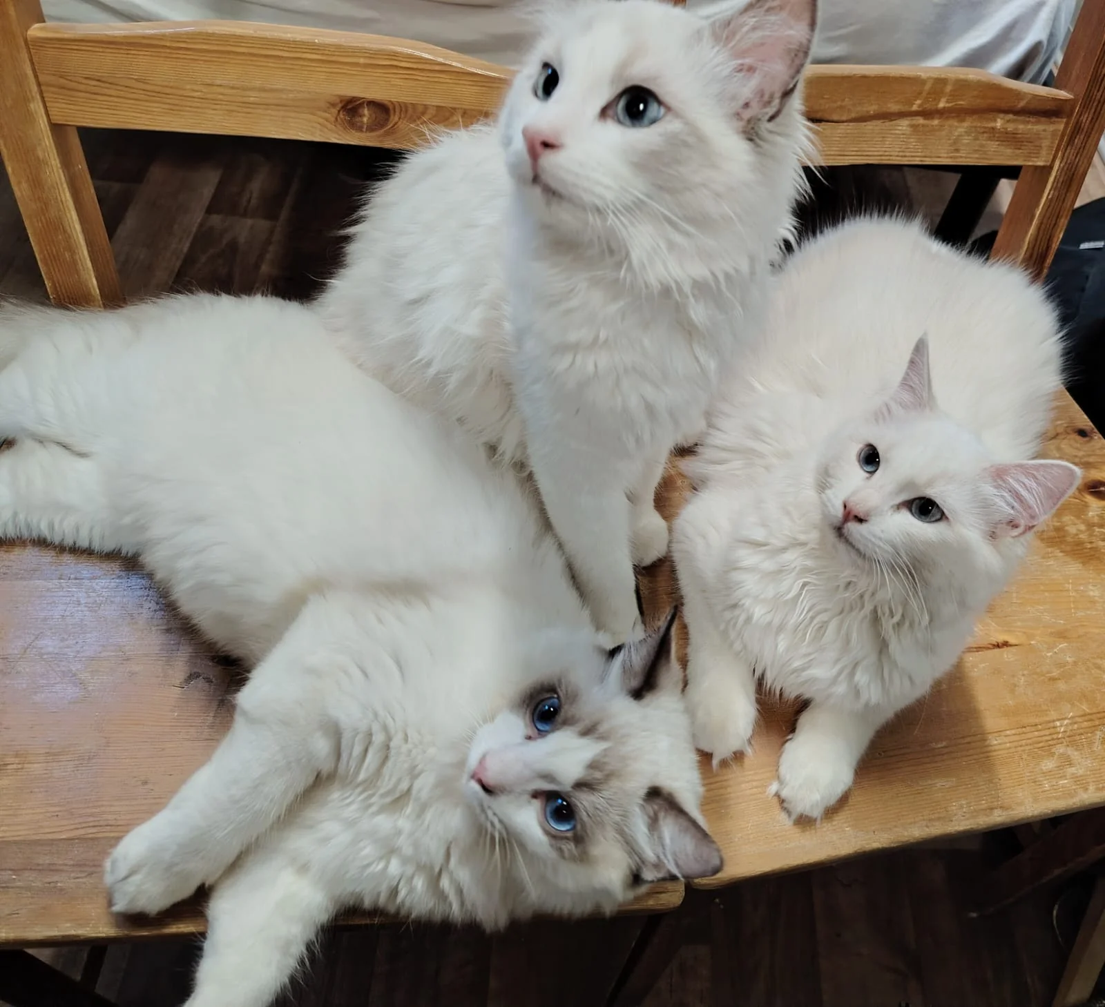 Gatto Ragdoll dei Salici d'Oro