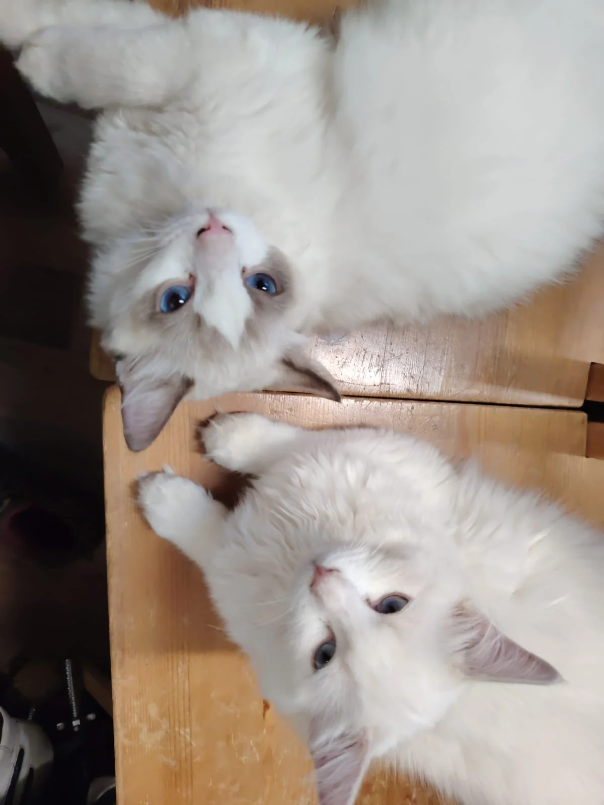Gatto Ragdoll dei Salici d'Oro