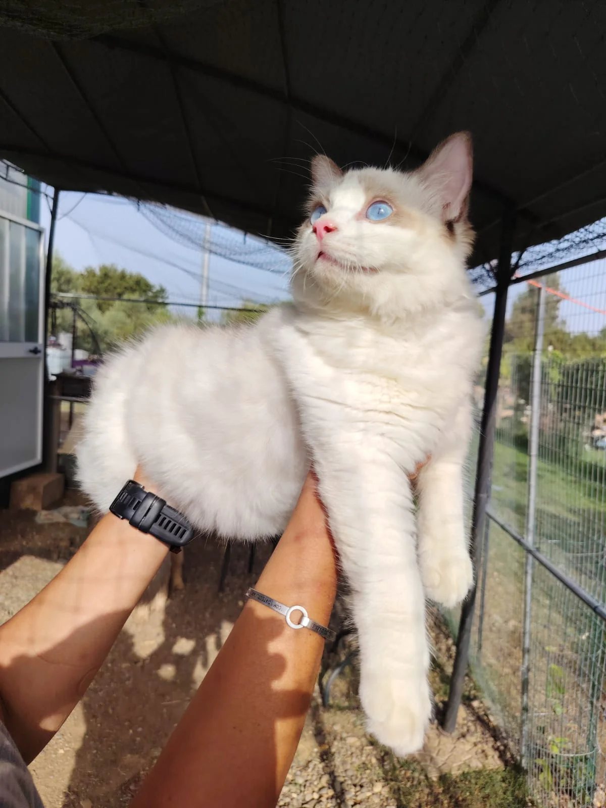 Gatto Ragdoll dei Salici d'Oro